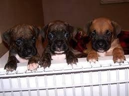 Two Female one Male Four Purebred Family Raised Boxer Puppies