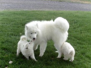 Gorgeous Samoyed puppies for Xmas