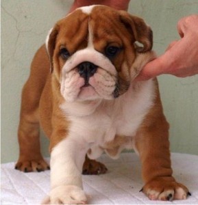 well socialized English bulldog puppies for Xmass  at (857) 626-4568