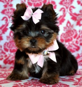 Micro Teacup Yorkie Puppies For Xmass at (857)626-4568