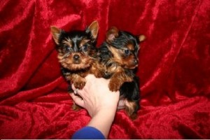 X MAS Male and Female T-cup Yorkies
