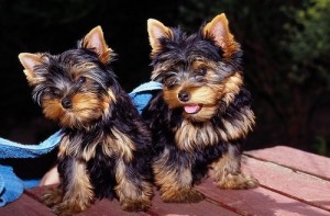 X-MAS Healthy yorkshire terrier  Puppies For Free Adoption