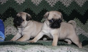 STUNNING,SUN,LOVELY PUG PUPPIES FOR CHRISTMASS.