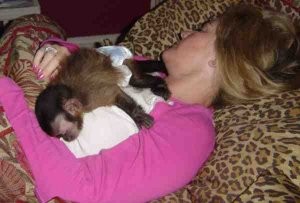 Text (760) 823-7180  adorable capuchin monkey available for adoption