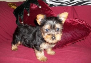 Great family Yorkshire Terrier puppies