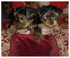yorkie puppies for X -mass