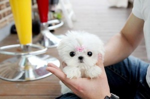 Male and Female teacup maltese pups for home adoption. ($150.00)