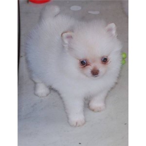 Adorable Pomeranian puppies for Xmas