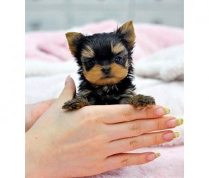 Adorable Teacup Yorkie puppies availabl