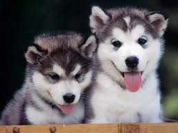 Adorable and affectionate male and female Siberian Husky puppies for a loving
