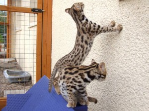 f1-f6-savannah-kittens-ocelot-kittens-caracal-kittens-serval-kittens-a