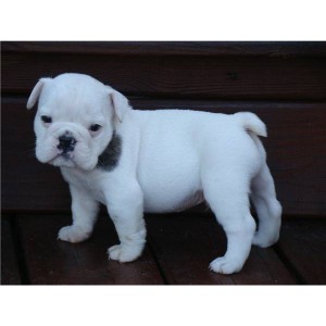 CUTE AND ADORABLE ENGLISH BULLDOG PUPPIES FOR X-MAS