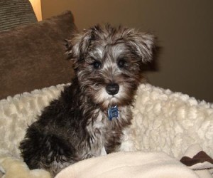 Rocky the Mini Schnauzer puppy for you this Christmas