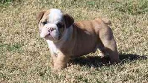 Charming Male &amp; Female English Bulldog Pupies