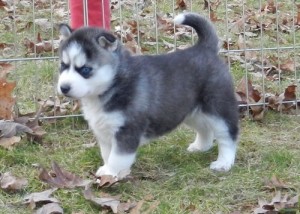 Male and Female Blue eyes Siberian Husky Puppies