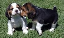 X-mas Beagle puppies