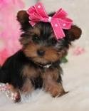 Celebrity Xmas male and female yorkie  puppies pending new home