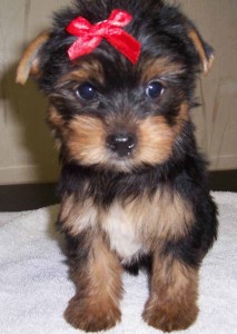 CUTE MALE AND FEMALE CHRISTMAS YORKIE.