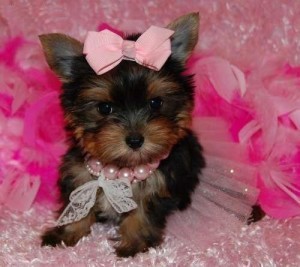 chrismas Teacup Yorkie Puppies (541) 804-8598