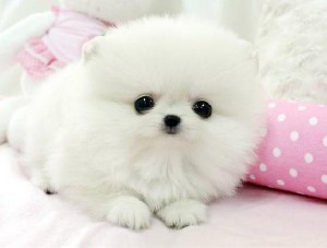 Great Pomeranian for christmas