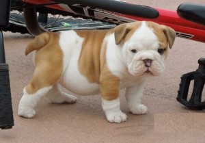 Big Boyz Scoter English Bulldog Pups For Christmas