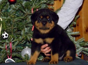 Cute Rottweiler puppies for x mass and new year gift
