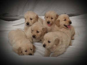 Black Lab Pups