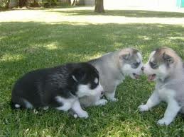 ...Cute and Outstanding Siberian husky  puppies available for X-mas