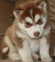 Cute Siberian Husky  puppies as xmas gifts