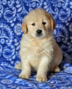 Beautiful Golden Retriever Christmas Puppies! AKC Registered. Hurry! Almost Gone