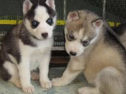 pure breed siberian husky  puppies for good and loving homes