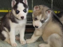 pure breed siberian husky  puppies for good and loving homes