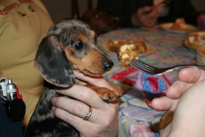 Text Us At 7608237180 Healthy Male and Female Dachshund Puppies  For Adoption