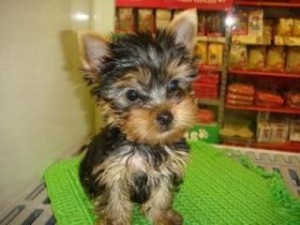 Male and Female and adorable Teacup Yorkie For X mass