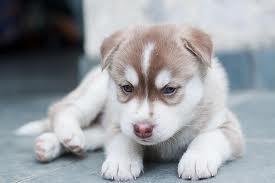 Bold Creative male and female Siberian husky puppies for you this xmas