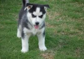 Cute and attractive siberian husly pups for free adoption