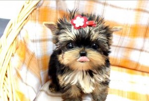 Adorable yorkie puppies for xmass