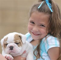 Healthy Male and Female English bull dog Puppies Available