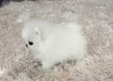 Lovely Pomeranian puppies for ready for new homes