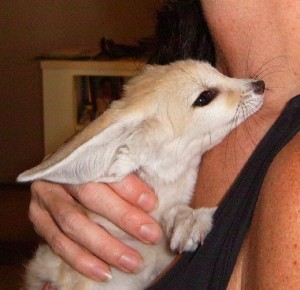 Bottle Fed Baby Fennec Foxes for sale