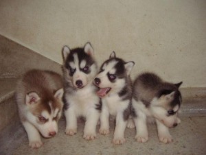 Family Home Raised Siberian Husky Puppies