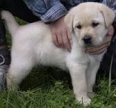 beautiful labrador