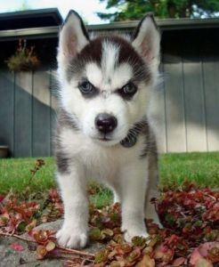 Cute X-MAS Potty trained Siberian Husky puppies