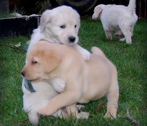 Quality Labrador Retriever Puppies.