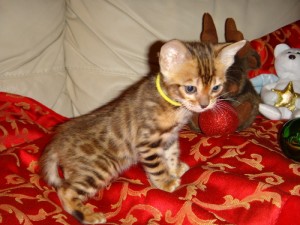 Hansom littel bengal Kittens for good home