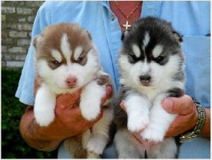 For sale!!! affordable price!!!!! Siberian Husky Puppies!!!!!!
