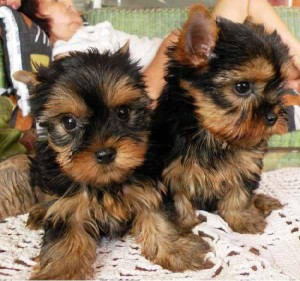 Yorkie Puppies For Free Adoption