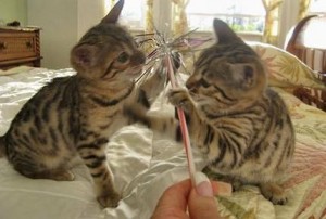Home trained male and female bengal kittens Available