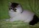 Great Personality Xmas Male And Female Persian Kitten For Sale.