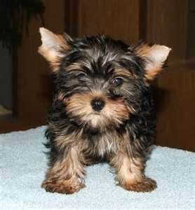 12 week old pure breed female yorkie puppies